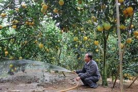 Bac Giang : le district de Luc Ngan veut augmenter les exportations d'agrumes
