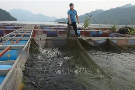 La pisciculture semi-sauvage dans le réservoir de Hoa Binh