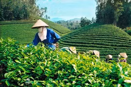 Instauration de marques pour le thé vietnamien