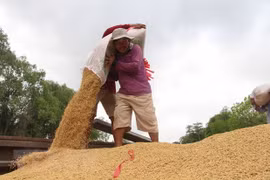 Le prix du riz du Vietnam tombe à 450 dollars par tonne
