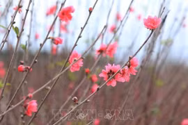 Les fleurs de pêcher de Nhat Tan
