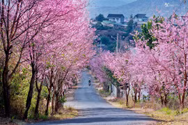 Les cerisiers illuminent la ville de Da Lat