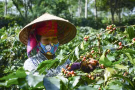 Exportations nationales de café en baisse en 11 mois