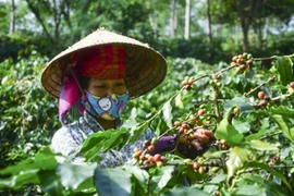 Exportations nationales de café en baisse en 11 mois