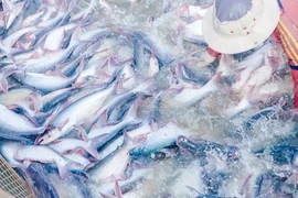 COVID-19: Les exportations de produits aquatiques face à de nombreuses difficultés