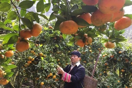 Tang Van Binh, un agriculteur généreux
