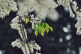 Hanoi couvert de fleurs de « sua » en mars