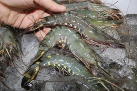 Les exportations de crevettes vers l'Australie multipliées par 1,6 fois 