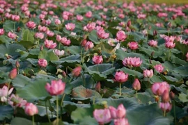 Conservation et développement durable de la culture du lotus de Thua Thien-Huê