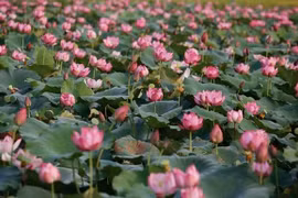 Conservation et développement durable de la culture du lotus de Thua Thien-Huê