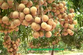 Exportation de longanes frais: le Vietnam attend le feu vert de l'Australie