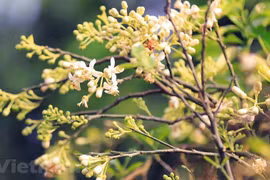 Début de la saison de fleurs de pamplemousse dans la rue de Hanoï