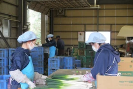 La préfecture japonaise d'Ibaraki a besoin de plus de stagiaires vietnamiens