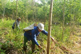 Quang Tri encourage la gestion durable des forêts en réponse au changement climatique