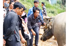 Le marché aux buffles de Can Câu