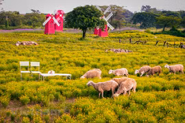 Un pittoresque champ de thymophylla au cœur de Hanoï
