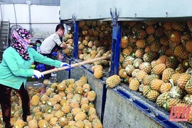 Thanh Hoa incite les entreprises à investir dans la transformation des fruits et légumes