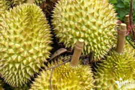 Le Japon augmente ses achats de durian et de longane vietnamiens