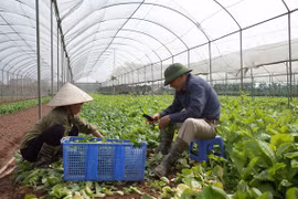 Promouvoir la croissance de l'agriculture de Hanoï