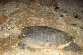 Quang Tri: une tortue de 50 kg est relâchée à la mer
