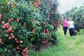 De nombreuses activités pour promouvoir la consommation de litchi