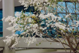 La beauté gracieuse de Hanoï à la floraison des fleurs de «sua» (Dalbergia tonkinensis)