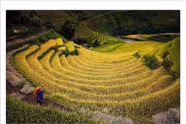 Festival de parapente de Mu Cang Chai