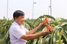 Long An s'efforce d'avoir 3.000 ha de fermes de fruits du dragon répondant aux normes VietGap