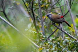 Contempler les oiseaux rares dans le parc national de Hoàng Liên