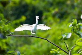 Ninh Binh renforce la conservation de la nature et la préservation de la biodiversité 