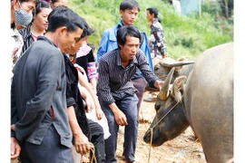 Le marché aux buffles de Can Câu