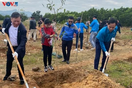 Les provinces vietnamiennes célèbrent la tradition de plantation d’arbres