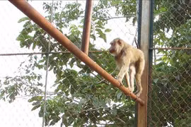 25 animaux sauvages libérés dans le parc national Bu Gia Map
