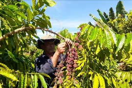 Le Vietnam devient le plus grand fournisseur de café du Japon