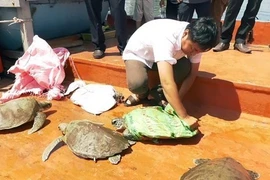 Relâcher des tortues rares dans la nature