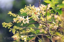 Saison des fleurs de pamplemousse dans les rues de Hanoï