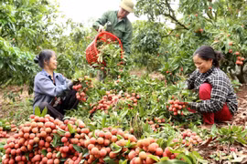 Hung Yen : la saison de récolte des litchis précoces commencera dans deux semaines