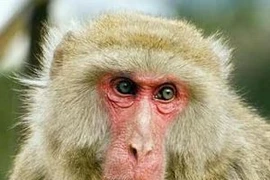 Trois animaux rares et précieux relâchés dans la nature