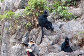 Des primates rares découverts dans la réserve naturelle de Quang Binh