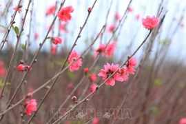 Les fleurs de pêcher de Nhat Tan