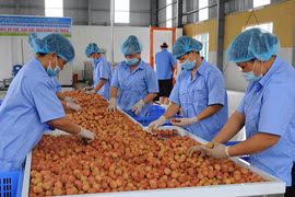 Mettre les litchis de Bac Giang sur les plateformes d’e-commerce