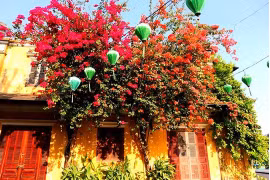 Des fleurs de bougainvillier brillent la vieille ville de Hôi An à la saison de COVID-19