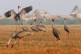 Le Fonds pour l’environnement mondial finance la conservation de la biodiversité