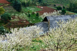 Le haut plateau karstique de Ha Giang à la saison de floraison des pruniers