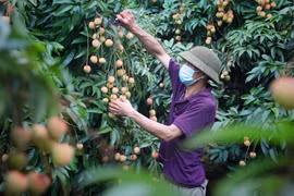 Bac Giang à la saison de la récolte des litchis