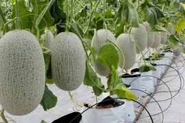La province de Bac Giang cherche à accélérer l'agriculture de haute technologie