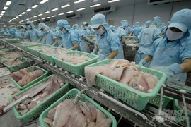 Les exportations de pangasius vers la Russie augmentent à nouveau fortement 