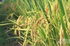 Le Vietnam promeut sa coopération avec l'Institut international de recherche sur le riz