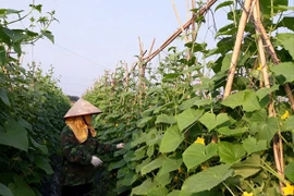 Vinh Phuc : l’agriculture contribue 0,13 point de pourcentage à la croissance provinciale
