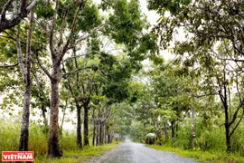 Découvrir le parc national d'U Minh Thuong 